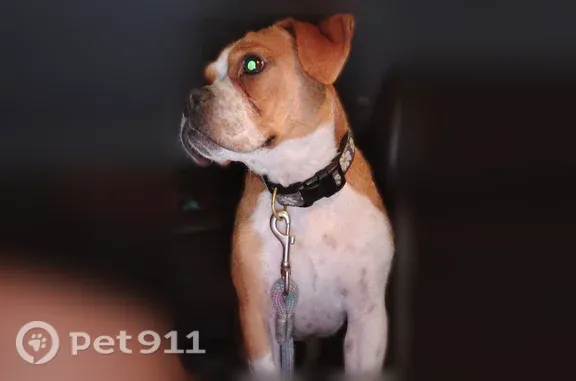 Lost pets Chicago, photo: Lost female dog, Broadway Street, 2701, Anderson, Chicago — black, white and yellow Daisy collar