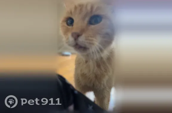 Lost cat, Thayer Street, Plymouth, Columbia City — orange tabby, male - photo