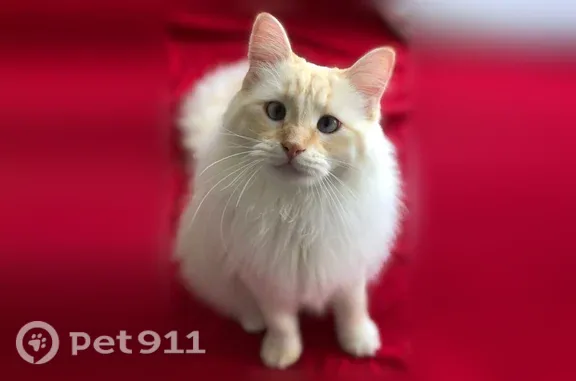 Lost male cat, North Main Street, 9535, Kansas City — named Dorito, blue crossed eyes - photo