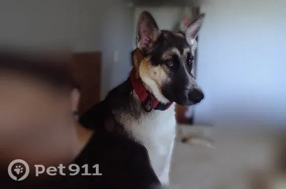 Lost pets Citrus Heights, photo: Lost female dog, Greenback Lane, 7800, Citrus Heights — microchipped and spayed