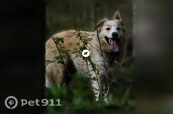 Lost dog, Maple City, Michigan, Arlington — 70-lb blonde border collie - photo