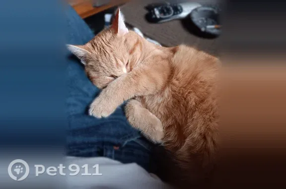 Lost cat, Kari Lane, 100, Brainerd — orange male named Oppi - photo