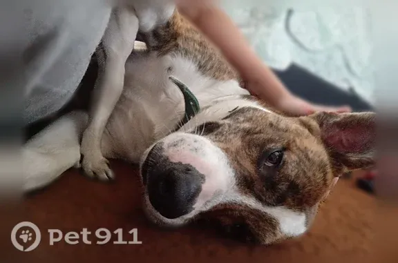 Lost pets Concord, photo: Lost dog, Mildred Street, Concord — male brindle dog named Taco