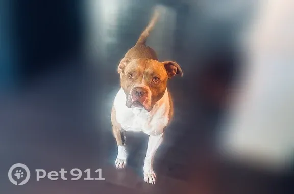 Lost dog, male, Princeton Avenue, 4506, Philadelphia — large brown spot on his neck - photo