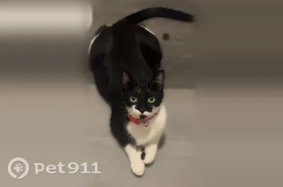 Lost female cat, Pacific Highway South, 25006, Kent — black-and-white with pink collar - photo