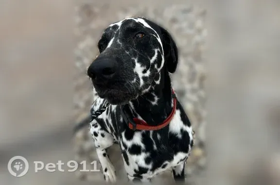 Lost pets Arlington, photo: Lost dog, Yuma Street, 211, Huachuca City, Arlington — black and white Dalmatian