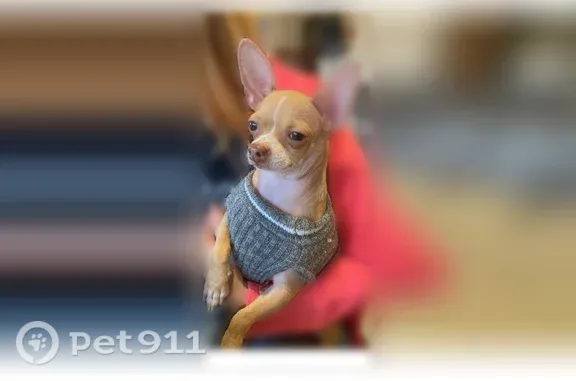 Lost pets St. Louis, photo: Lost dog, Lafayette Avenue, 2711, St. Louis — tan with a white spot on his head