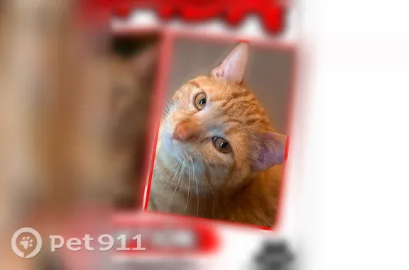 Missing cat Chicago, photo: Lost cat, West Division Street, 3015, Chicago — male with six toes on front paws