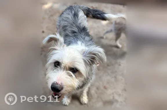 Found pets San Diego, photo: Found female dog, Averil Road, 303, San Diego — gray and white long fur