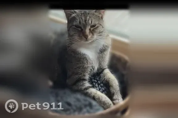 Lost cat, Bellevue Way Northeast, 40, Bellevue — female tabby with white paws - photo