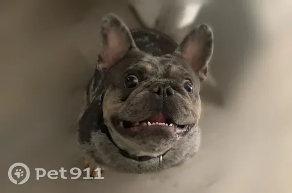 Lost pets Stockton, photo: Lost male dog, Monomoy Way, 10913, Stockton, Stockton — escaped from backyard