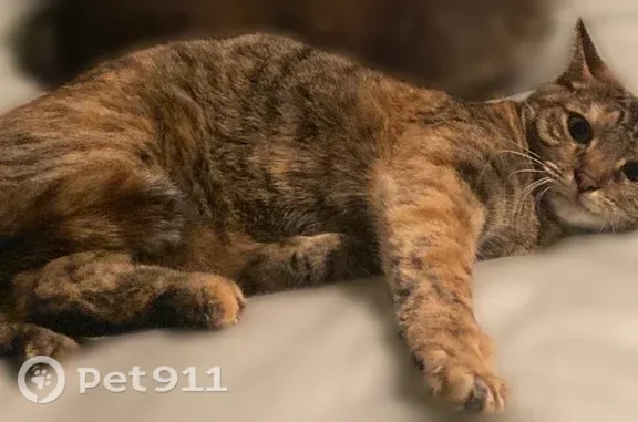 Lost cat, Westheimer Road, 8505, Houston — spayed female with a grey-orange coat - photo