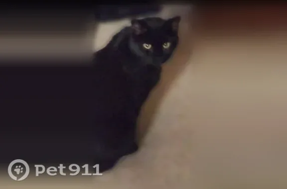 Lost male cat, Tripps Avenue, Lebanon — black shorthair with medium yellow eyes - photo