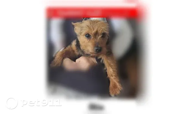 Lost pets Paterson, photo: Lost Dog, East 42nd Street, 336, Paterson, Paterson — male Yorkie in a black vest