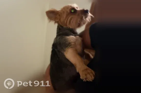 Lost dog, Riparian Road, 6581, Atlantis, West Palm Beach — male with a nose mark - photo