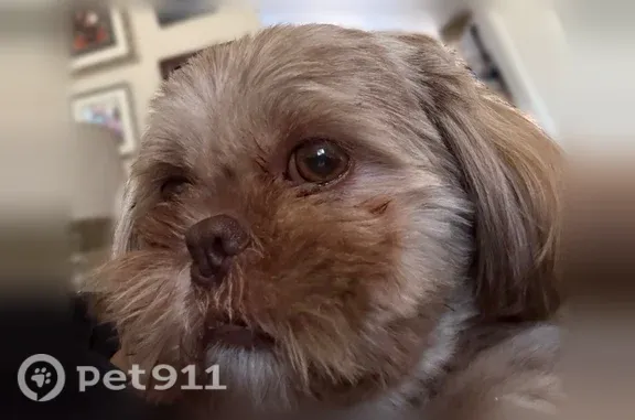 Lost pets Salinas, photo: Lost dog, Orchard Avenue, Salinas — male with a hazel-brown coat and white chest