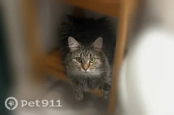 Lost pets Morton, photo: Lost cat, female, West Ashland Street, 101, Morton — gray fur and fluffy tail