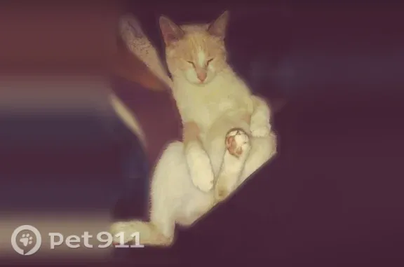 Lost cat, Palermo Drive, 240, San Marcos — male Manx named Trooper - photo