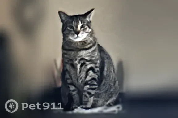 Lost pets Woodbury, photo: Lost Male Cat, Hawthorn Trail, 10731, Woodbury — 6-Year-Old Tabby