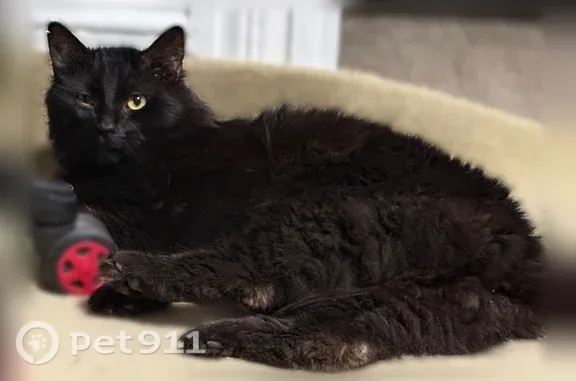 Lost cat, Oak Avenue, 156, Torrington, Cambridge — male with bright gold eyes - photo