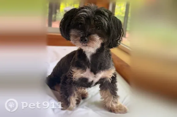 Lost pets Brooklyn, photo: Lost dog, Ralph Avenue, 1091, Brooklyn — black 10-year-old male schnoodle