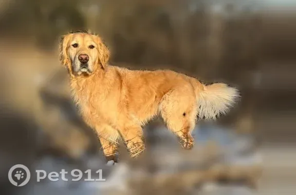 Lost dog, Highway 120, 1438, Ely, Two Harbors — female golden retriever with red collar - photo