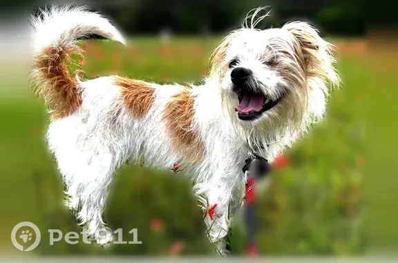 Missing dog Spring, photo: Lost dog, Goldengrove Drive, 8023, Spring — one-eyed, white with tan spots