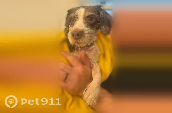 Found pets Millington, photo: Found dog, Epperson Mill Road, Millington — male, about 6 months old
