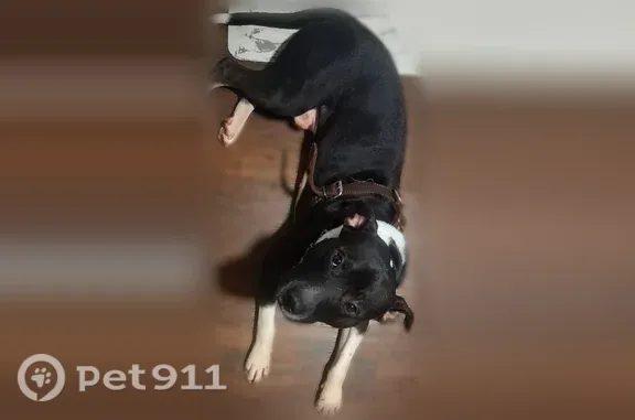 Lost dog, male, East 5th Street, 3303, Dayton — injured and playful - photo