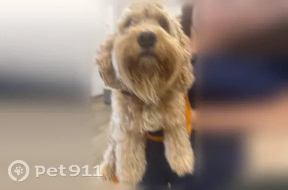 Found pets Euless, photo: Found dog, male, Travis Drive, 101, Euless — very sweet with a curly coat