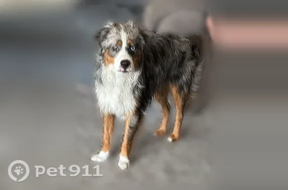 Lost male dog, Nevada City, California, Chico — Mini Aussie blue merle - photo