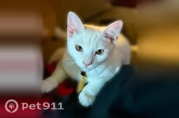 Lost cat, Fallen Leaf Lane, 503, Temple — large white female with pink ears - photo