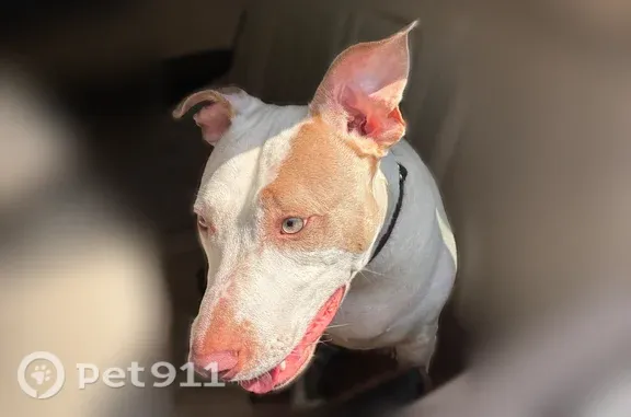 Found pets Austin, photo: Found dog, Hargrave Street, 1197, Austin — brown patch over left eye