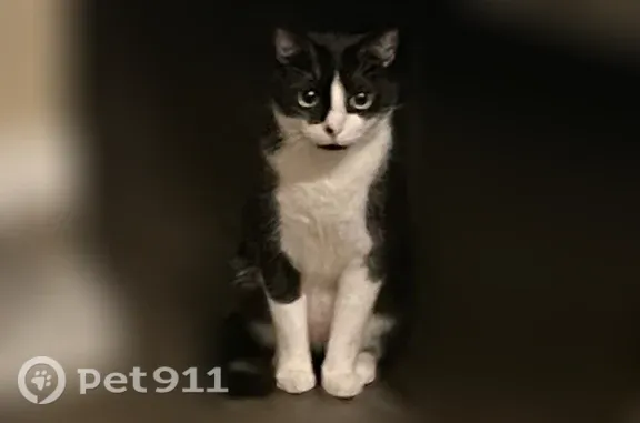 Lost cat, Northwood Avenue, 2718, Toledo — male tuxedo cat with green eyes - photo