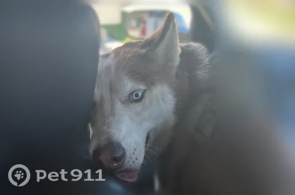 Found pets Stockton, photo: Found female dog, Rutherford Drive, 3453, Stockton — Husky