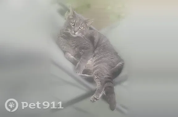 Lost pets Chicago, photo: Lost male cat, North Clark Street, 4876, Chicago — dark gray tabby
