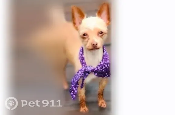 Lost female dog, South 5th Street, 217, Girard, Girard — small with pointy ears - photo
