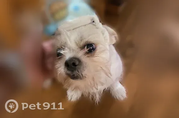 Lost pets Doraville, photo: Lost dog, Morningside Village Lane, Georgia, Doraville — male Shih Tzu-Frenchie mix with long white hair