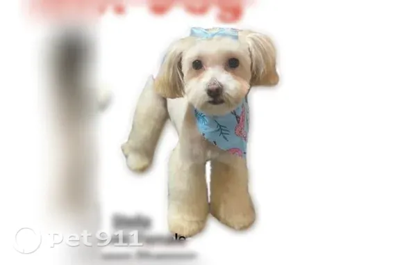 Lost dog, Shannon Circle, 11121, Bonanza — female with a blonde coat - photo