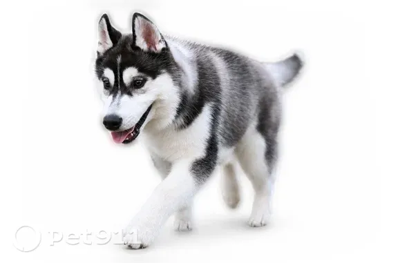 Lost dog, Settlement Drive, 3411, Round Rock, Round Rock — black-and-white male - photo