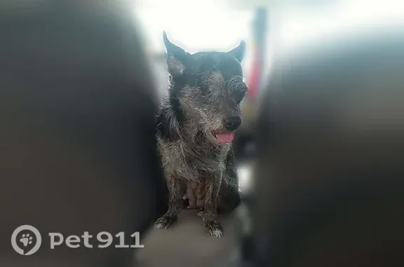 Lost female dog, Morse Street, 905, Tylertown — one eye - photo