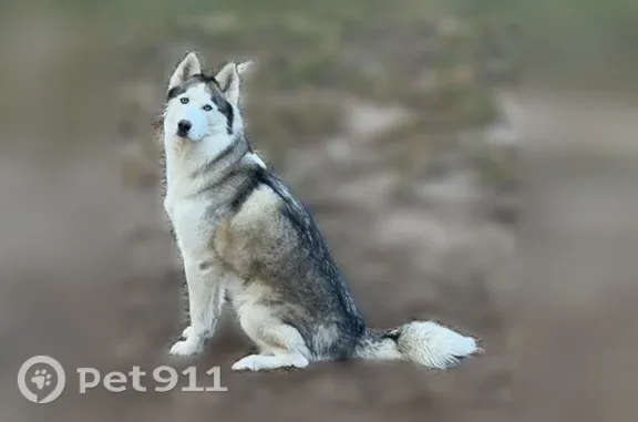 Lost dog, female, Dublin Boulevard, 3920, Colorado Springs — skittish but sweet - photo