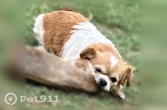 Lost dog, male, Avenue U, 8156, Lubbock — 10-pound Shih Tzu and Chihuahua mix - photo