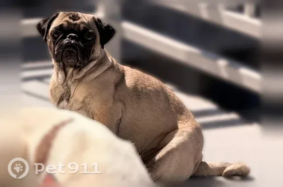 Lost dog, East Warren Place, 14415, Aurora, Aurora — female pug with a microchip - photo