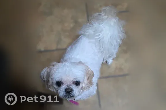 Lost female dog, Architect Drive, Chesterton, Chicago — white, old, partially blind - photo