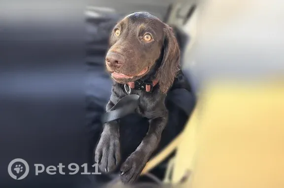 Lost female dog, North Market Street, 1843, Jacksonville — brown coat with hazel eyes - photo
