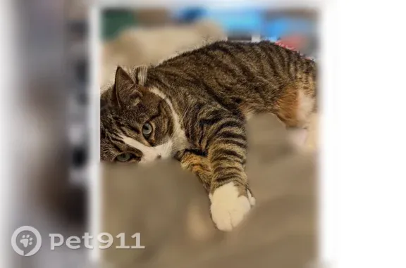Lost pets Joliet, photo: Lost cat, Hennepin Drive, 4005, Joliet — male striped tabby with white paws