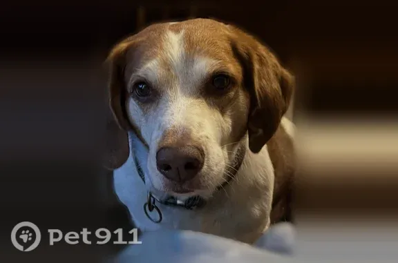 Lost dog, Oak Hill — male with a collar and black and brown spots - photo