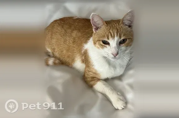 Lost pets San Diego, photo: Lost cat, Columbine Street, 2828, San Diego — female with yellow-and-white fur