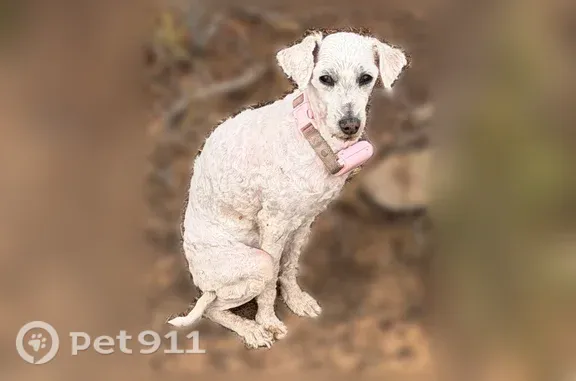 Lost female dog, 850 North, 486, Springville — sweet and hard of hearing - photo